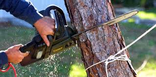 Best Tree Disease Treatment  in Sandersville, GA