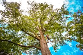 Best Tree Trimming and Pruning  in Sandersville, GA