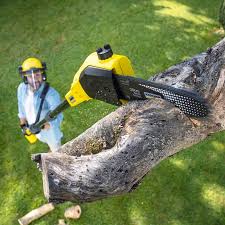 Best Lawn Renovation and Restoration  in Sandersville, GA