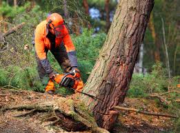 Best Hedge Trimming  in Sandersville, GA