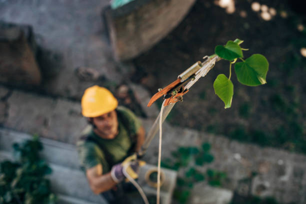 How Our Tree Care Process Works  in  Sandersville, GA