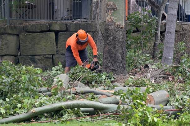 Sandersville, GA Tree Removal Company